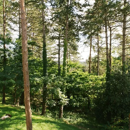 Au Pre De L'arbre