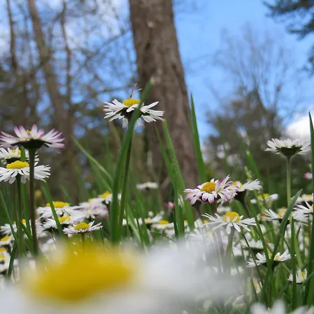 Au Pre De L'arbre Sarlat