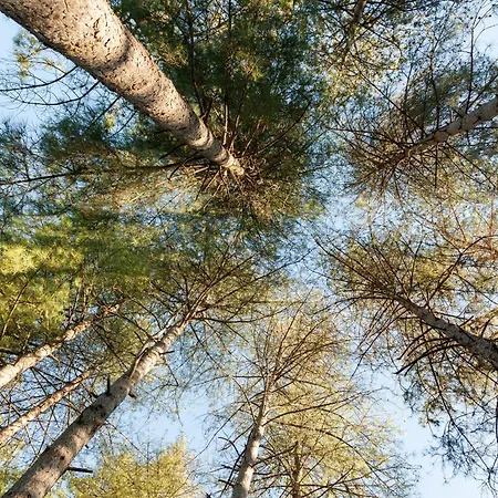 Ferienhaus Au Pre De L'arbre *