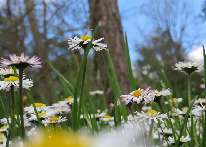 Au Pre De L'arbre Sarlat-la-Caneda